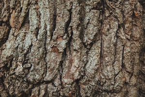 Wood tree bark english oak